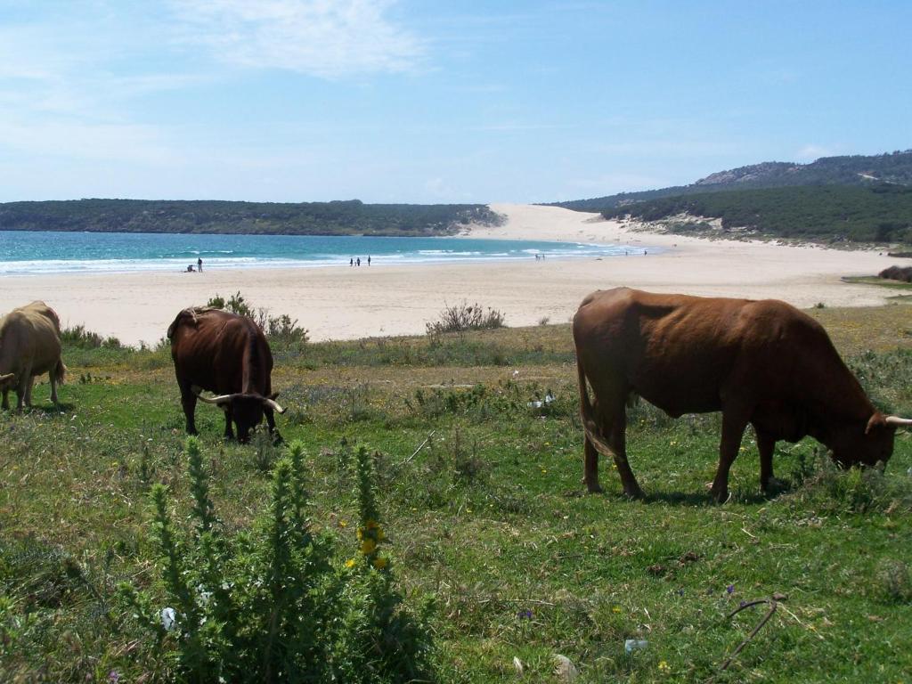 Vivienda Turistica De Alojamiento Rural Silla Vieja 贝赫尔-德拉弗龙特拉 外观 照片